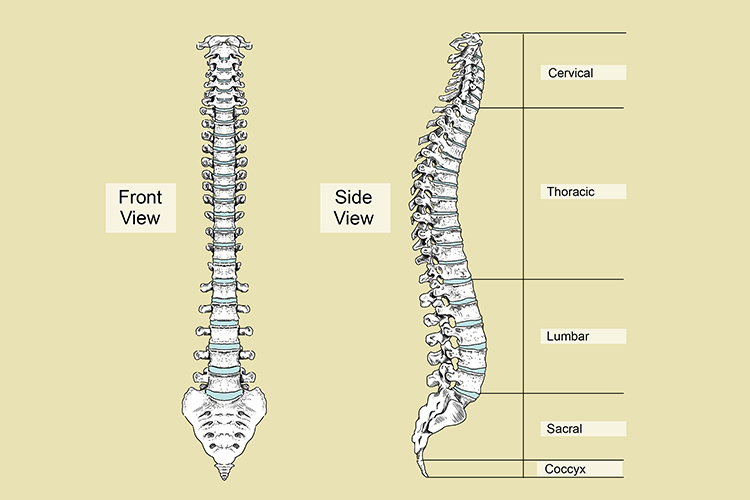 The spine is made of 33 bones that are categorised into different sections, first the Cervical, from the head to the shoulder then the Thoracic region from the shoulder to below the rib cage, thirdly the lumbar are from the ribcage to the pelvis, then the